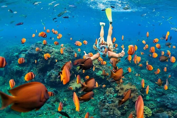 Kona Snorkel Tour: Captain Cook Reef Snorkel, Dolphin & Sea Caves - Zodiac RIB Speed Ride to Kealakekua Bay