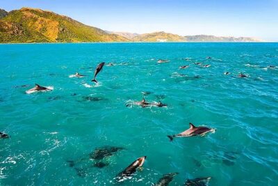 Kona Snorkel Tour: Captain Cook Reef Snorkel, Dolphin & Sea Caves - Snorkeling at Kealakekua Bay: Coral Swim Without the Hassle