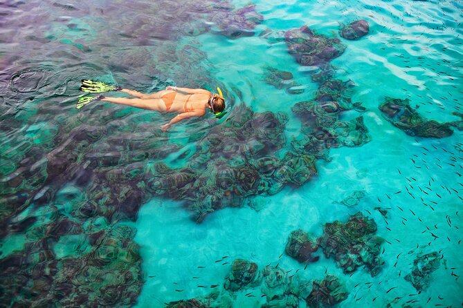Kona Snorkel Tour: Captain Cook Reef Snorkel, Dolphin & Sea Caves - Logistics That Matter: Meeting Point and Timing