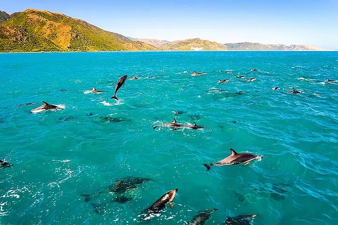 Kona Snorkel Tour: Captain Cook Reef Snorkel, Dolphin & Sea Caves - Snorkeling at Kealakekua Bay: Coral Swim Without the Hassle