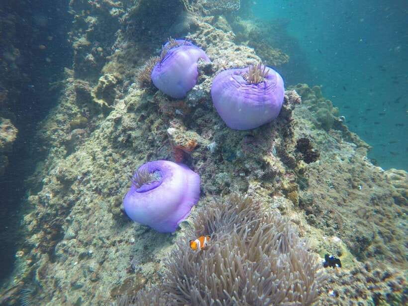 Krabi: 7 Islands Sunset Tour with Buffet Dinner & Snorkeling - FAQ