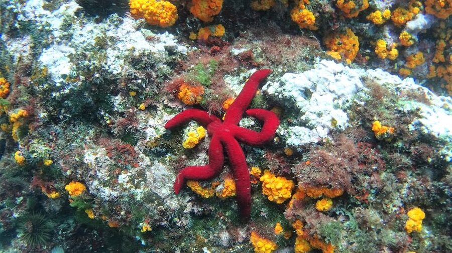 La Herradura: Cerro Gordo Natural Park Kayak & Snorkel Tour - The 2.5-hour plan: what you’ll do, in the order that keeps it fun