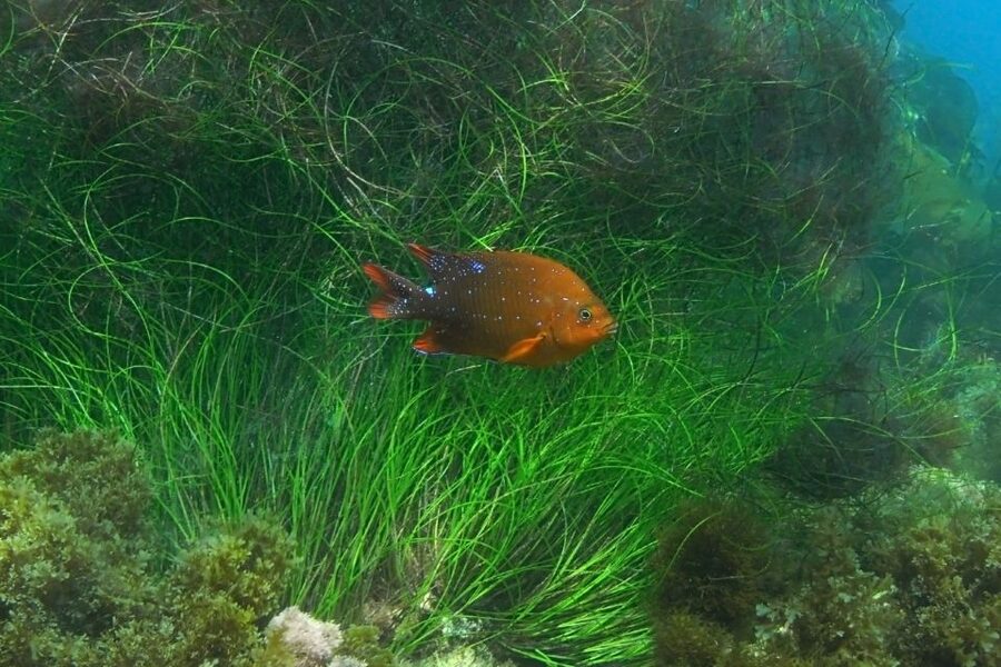 La Jolla: 2.5-Hour Kayak and Snorkel Tour - Key points worth knowing before you go