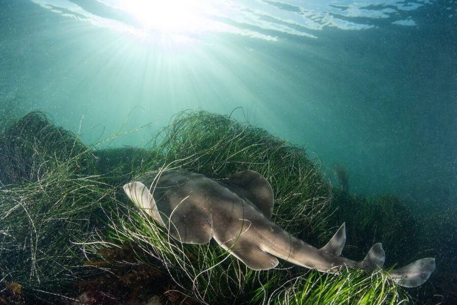 La Jolla: 2.5-Hour Kayak and Snorkel Tour - Kayak to La Jolla’s caves, then switch to snorkeling