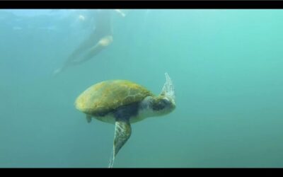 La Jolla: 2.5-Hour Kayak and Snorkel Tour - The guided route: reef areas near Goldfish Point to Emerald Cove
