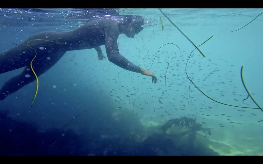 La Jolla: 2.5-Hour Kayak and Snorkel Tour - Wildlife spotting: what you’re most likely to see