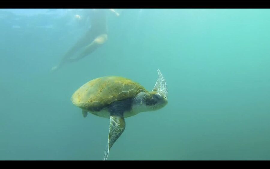 La Jolla: 2.5-Hour Kayak and Snorkel Tour - The guided route: reef areas near Goldfish Point to Emerald Cove