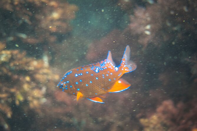 La Jolla Kayak and Snorkel Tour - Wildlife encounters: what you can actually look for