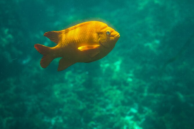 La Jolla Kayak and Snorkel Tour - Guides, pacing, and why communication is part of the experience