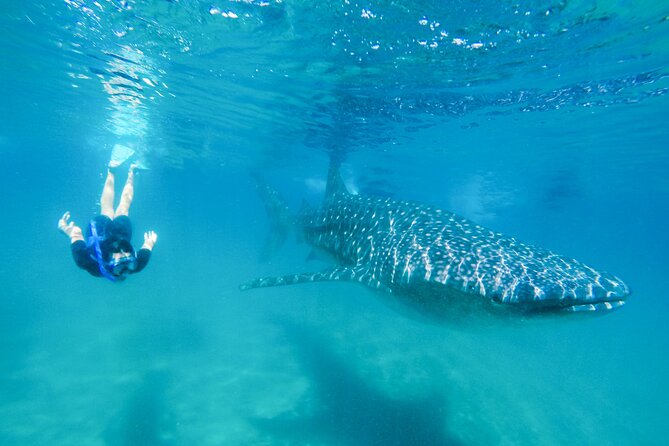 La Paz Whale Shark Snorkeling Tour and Lunch From Los Cabos - Why Whale Shark Snorkeling in La Paz Feels Like a Real Wildlife Day