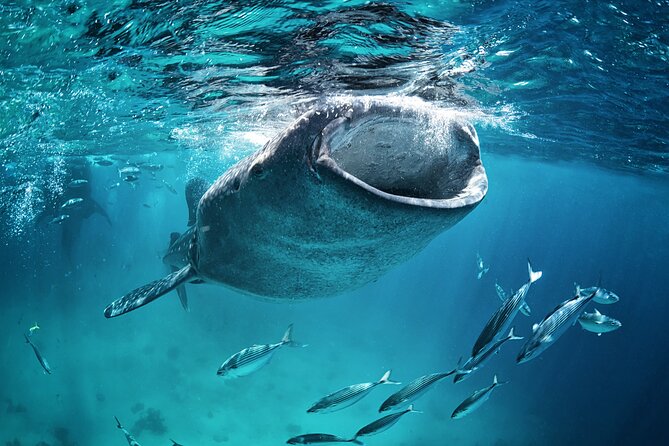 La Paz Whale Shark Snorkeling Tour and Lunch From Los Cabos - Whale Shark Snorkeling Time: How the Swim Works and What to Expect