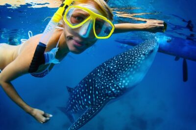 La Paz Whale Shark Snorkeling Tour and Lunch From Los Cabos - The Panga Boat Ride: Finding the Feeding Ground in the Main Bay
