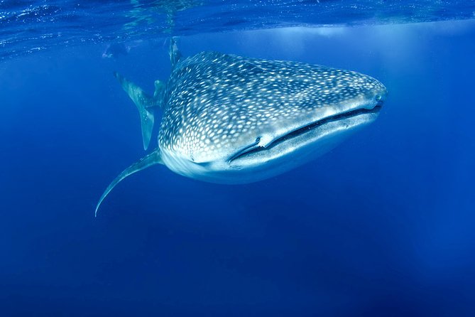 La Paz Whale Shark Snorkeling Tour and Lunch From Los Cabos - Marine Life Beyond Whale Sharks: Manta Rays, Dolphins, and Humpbacks