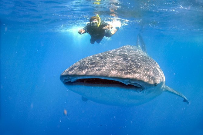 La Paz Whale Shark Snorkeling Tour and Lunch From Los Cabos - The Ride Back to Los Cabos: Long Day Energy Management