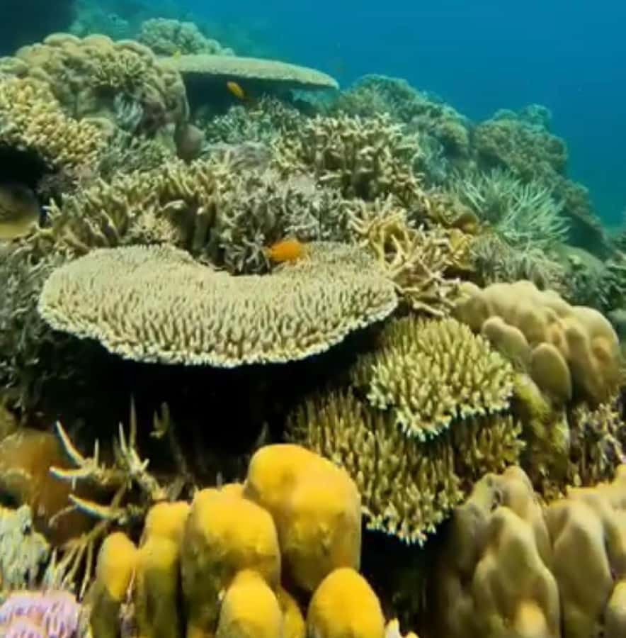 Labuan Bajo: Rangko Cave and Beach Snorkeling Half-Day Tour - Who should book (and who should think twice)?