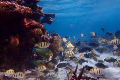 Lagoon Explorer - Ningaloo Reef Full-Day Kayaking and Snorkeling Adventure - Gear-out day: what “instruction for all levels” really means