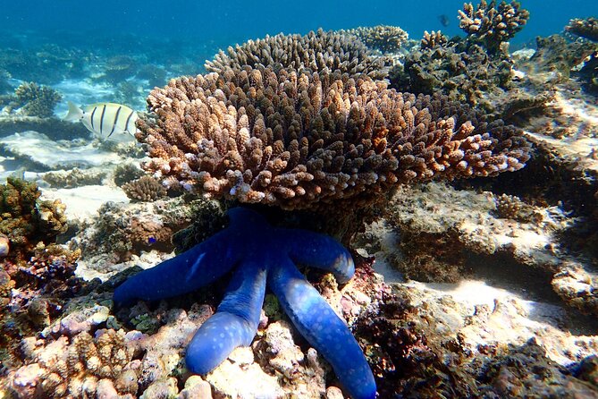 Lagoon Explorer - Ningaloo Reef Full-Day Kayaking and Snorkeling Adventure - Food, tea, and real breaks so you don’t crash