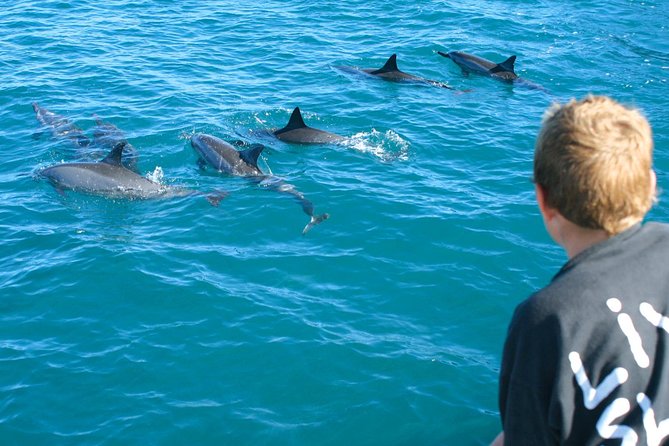 Lanai Snorkel and Dolphin Watch from Maalaea - Dolphins and snorkeling, in a smart order