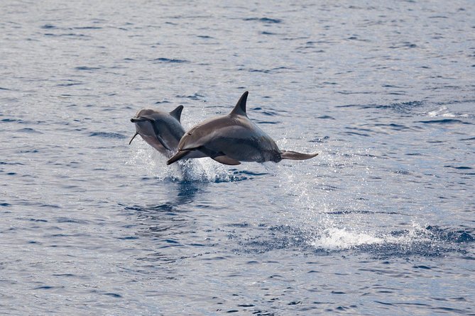 Lanai Snorkel and Dolphin Watch from Maalaea - The Lanai reef snorkel: 90 minutes, with eels and octopus