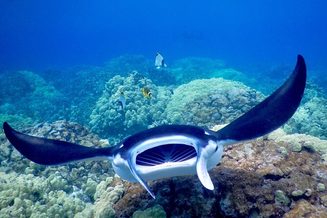 Late Night Manta Snorkel - Tips to Maximize Your Chances of Seeing More Rays