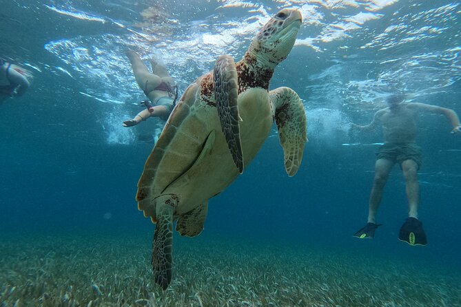 Let's snorkel Hol Chan the Best Marine Reserve in Belize - Hol Chan Marine Reserve day: what $109 buys you