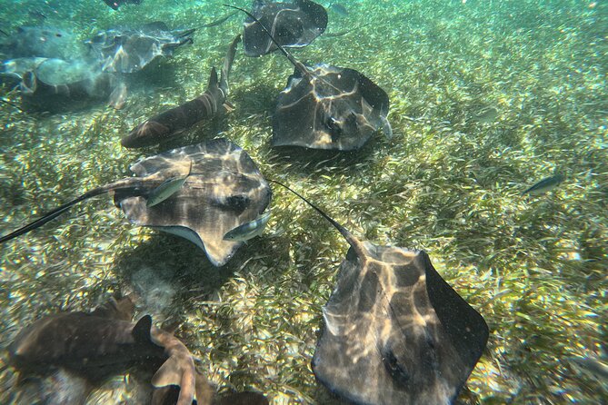 Let's snorkel Hol Chan the Best Marine Reserve in Belize - Coral Garden snorkeling: outside the protected area, but rules stay strict