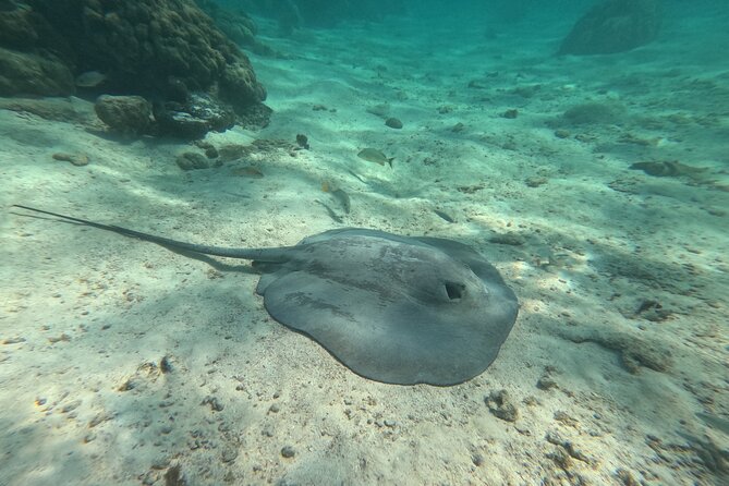 Let's snorkel Hol Chan the Best Marine Reserve in Belize - The Sunken Barge (the Titanic stop) and why it works