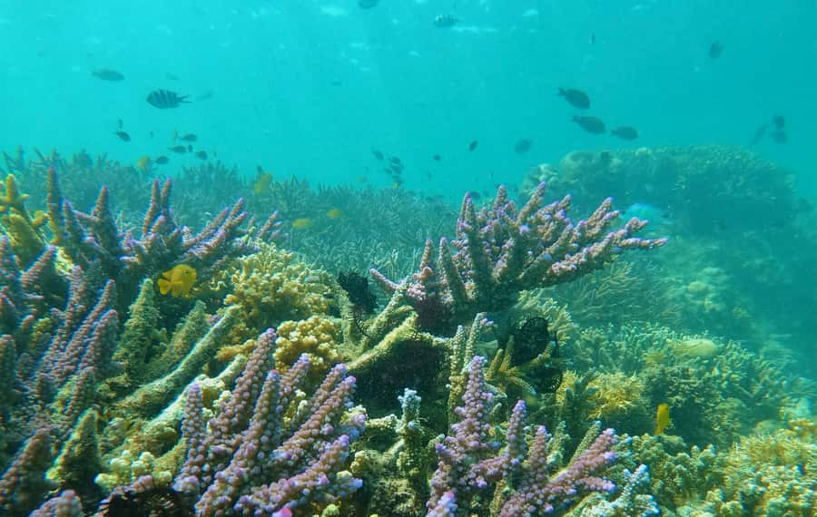 Lombok: Gili Nanggu, Sudak, & Gili Kedis Private Snorkeling - Who this tour fits (and who should skip it)