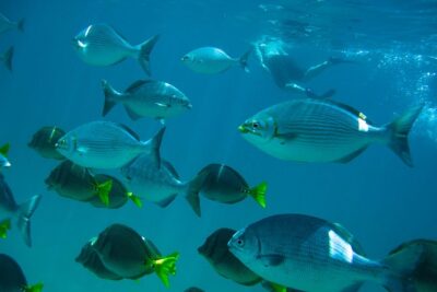 Los Cabos Snorkeling Tour to Chileno Bay and Santa Maria Cove - Price and what you truly get for $95