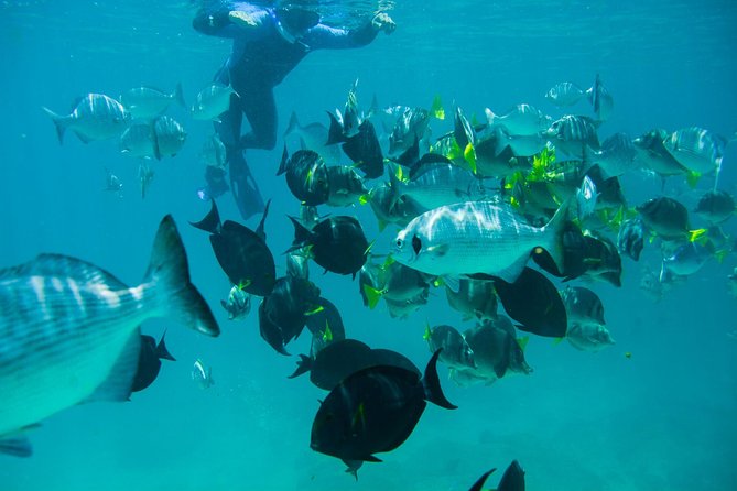 Los Cabos Snorkeling Tour to Chileno Bay and Santa Maria Cove - Chileno Bay (Playa el Chileno): gentle waves and reef viewing