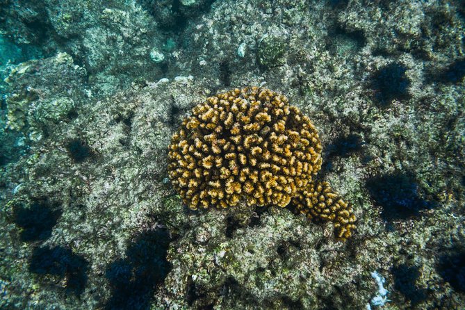 Los Cabos Snorkeling Tour to Chileno Bay and Santa Maria Cove - No boat means real tradeoffs (and why it still works)