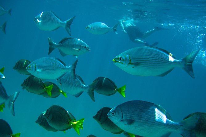 Los Cabos Snorkeling Tour to Chileno Bay and Santa Maria Cove - Price and what you truly get for $95