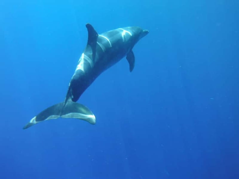 Los Cristianos: Kayak and Snorkel with Turtles and Photos - Entering the Atlantic from Los Cristianos