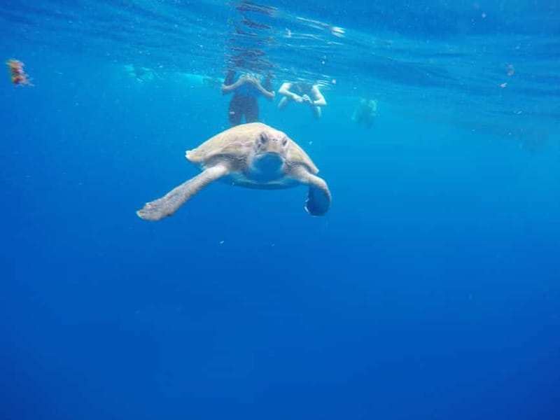 Los Cristianos: Kayak and Snorkel with Turtles and Photos - Photos, waterproof cameras, and the free snack reality check