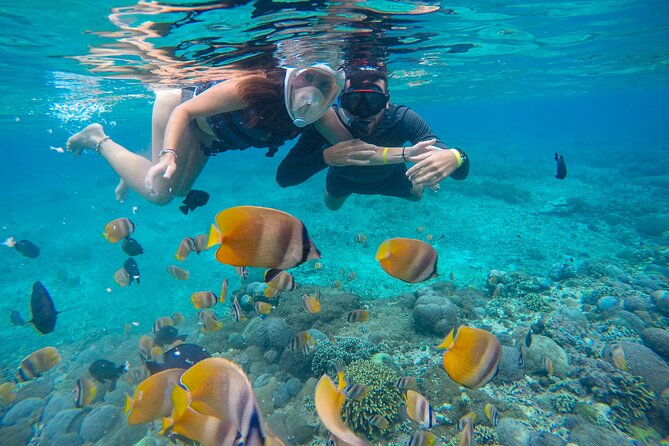 Lovina Dolphin Watching, Swimming, and Snorkeling Experience - Dolphins at Sunrise: What You’re Really Watching For