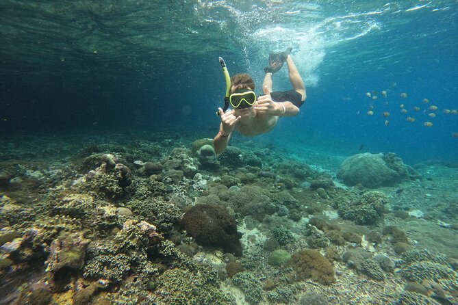 Lovina Dolphin Watching, Swimming, and Snorkeling Experience - Optional Stop: Danau Bratan (Lake Bratan) and Temple Costs