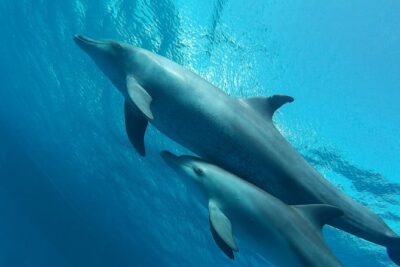 Luxury Cruise inc. Snorkeling/Massage/Island/water sport & Lunch - Pickup and getting to the boat without drama