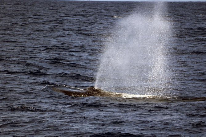 Luxury Snorkel Cruise, Local Buffet with Whale & Dolphin Watch - Price and Value at $174: What You’re Paying For