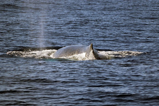 Luxury Snorkel Cruise, Local Buffet with Whale & Dolphin Watch - Tips to Make Your Day Smoother (and More Fun)