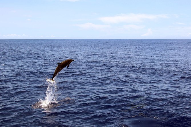 Luxury Snorkel Cruise, Local Buffet with Whale & Dolphin Watch - The Snorkel Stop: Gear, Instruction, and How to Enjoy It