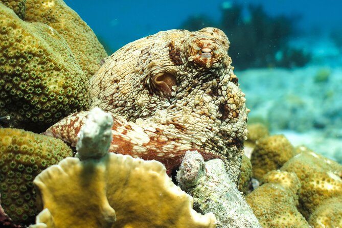 Luxury snorkel trip on a spacious wooden schooner and local lunch - Price and value: why $95 feels fair on a 3.5-hour package