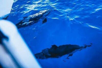 Maalaea: West Maui Snorkeling & Sailing Day Trip with Lunch - Breakfast, Full Lunch, and an Open Bar (Yes, That Matters)