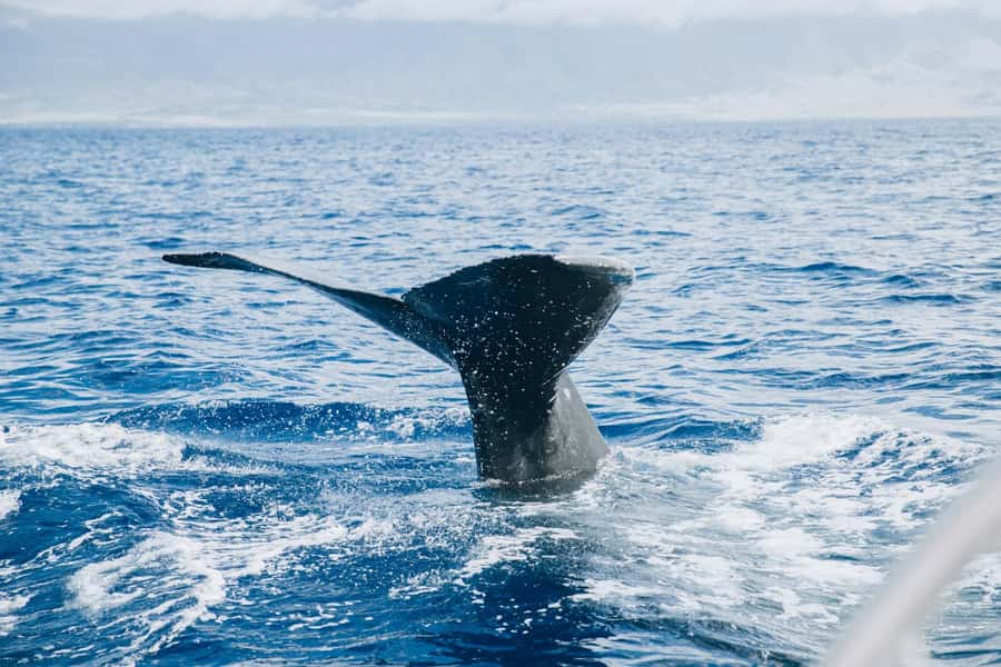 Maalaea: West Maui Snorkeling & Sailing Day Trip with Lunch - Getting There: What You Need Before You Walk On