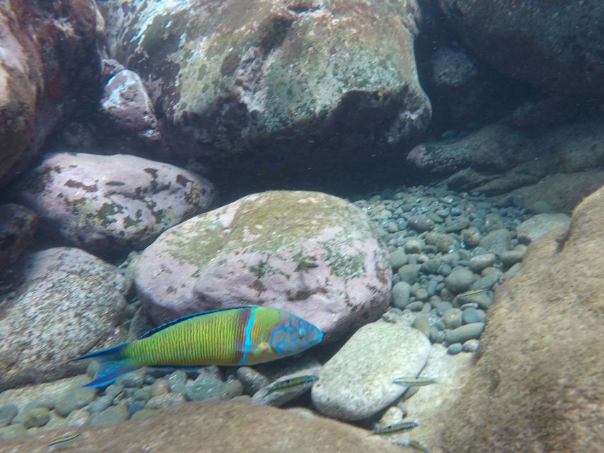 Madeira: Garajau Nature Reserve Kayak and Snorkel Tour - What to Bring and Wear for a Madeira Sea Day