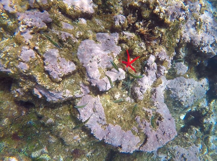 Madeira: Garajau Nature Reserve Kayak and Snorkel Tour - Price and Value: Why Around $41 Can Feel Like a Steal
