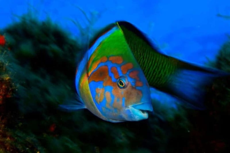 Madeira: Ponta de São Lourenço Snorkeling Boat Trip - Price and Value: Is $41 Worth It for 2 Hours?