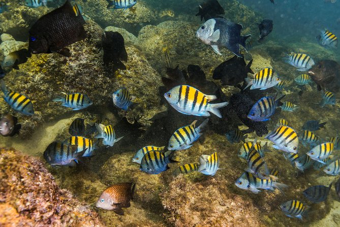 Magical Cenote and Paradise Lagoon Snorkeling Adventure - Photo packages and tips: where extra spending can pop up
