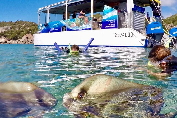 Magnetic Island Discovery Tour with Snorkeling & Paddle Boarding - Snorkel Tuition + Reef Stories: How the Master Reef Guides Work