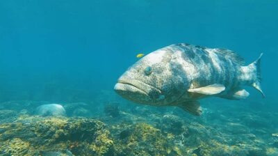 Magnetic Island: Snorkel Discovery Tour - Getting to Nelly Bay Marina: where to meet and what to plan for