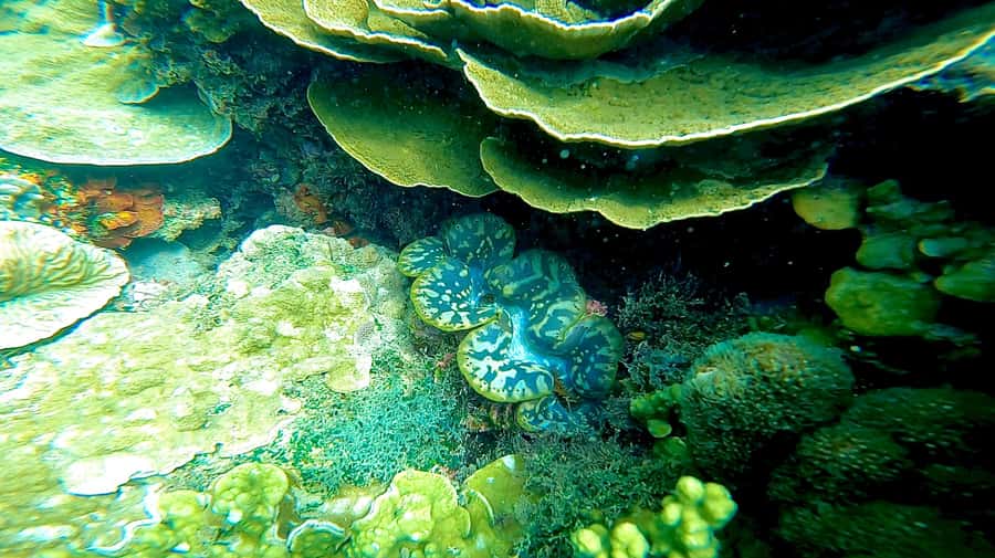 Magnetic Island: Snorkel Discovery Tour - Stand-up paddleboarding and boogie boards: the fun break between reef sessions